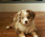 Mini Aussie Puppies For Sale Fairfield Furbabies